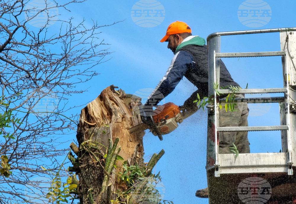 Варна - премахване на опасни дървета
