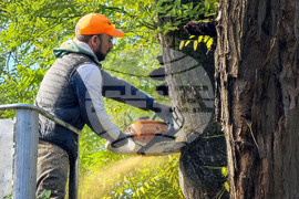 Варна - премахване на опасни дървета