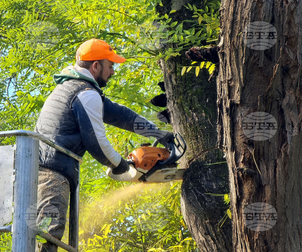 Варна - премахване на опасни дървета