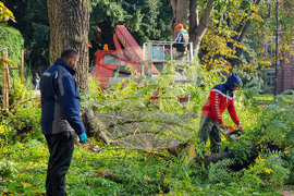 Варна - премахване на опасни дървета