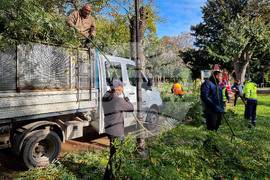 Варна - премахване на опасни дървета