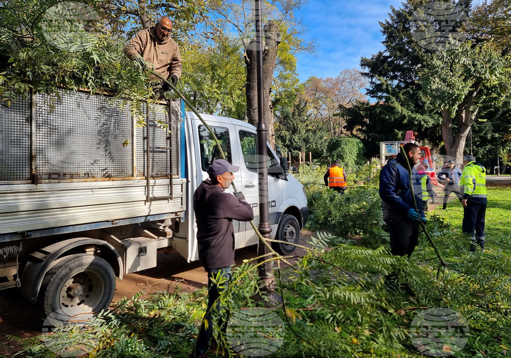 Варна - премахване на опасни дървета