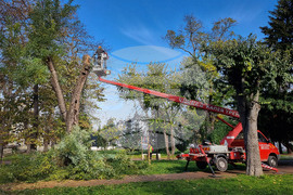 Варна - премахване на опасни дървета