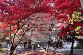 North Korea Daily Life