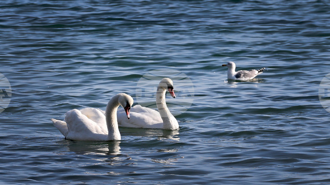 Огнище на птичи грип бе установено в Клуж в северозападна Румъния