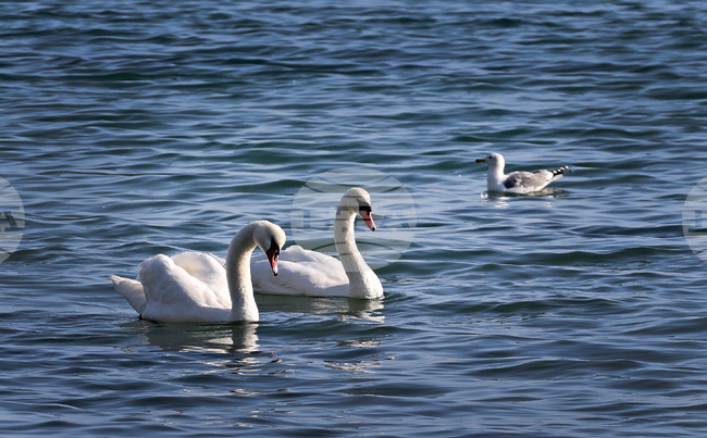 Огнище на птичи грип бе установено в Клуж в Северозападна Румъния
