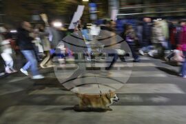 Насилие над животни - „Справедливост за Мая“ - протест