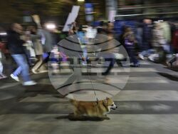 Насилие над животни - „Справедливост за Мая“ - протест