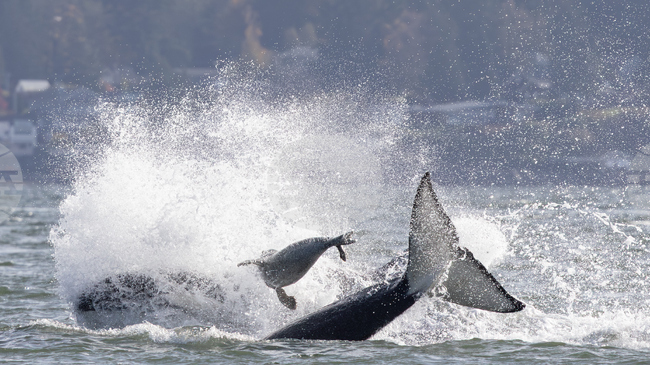 Група косатки привлече на брега десетки жители на Западен Сиатъл
