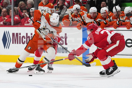 Ducks Red Wings Hockey