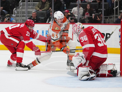 Ducks Red Wings Hockey