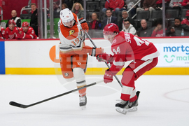 Ducks Red Wings Hockey