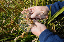 South Korea Farmers Climate Lawsuit