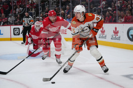 Ducks Red Wings Hockey