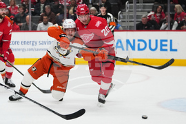 Ducks Red Wings Hockey