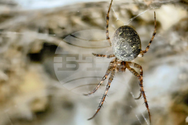 EU Albania Greece Spider