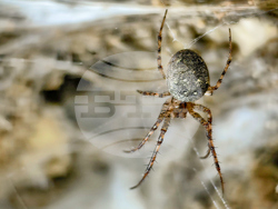EU Albania Greece Spider