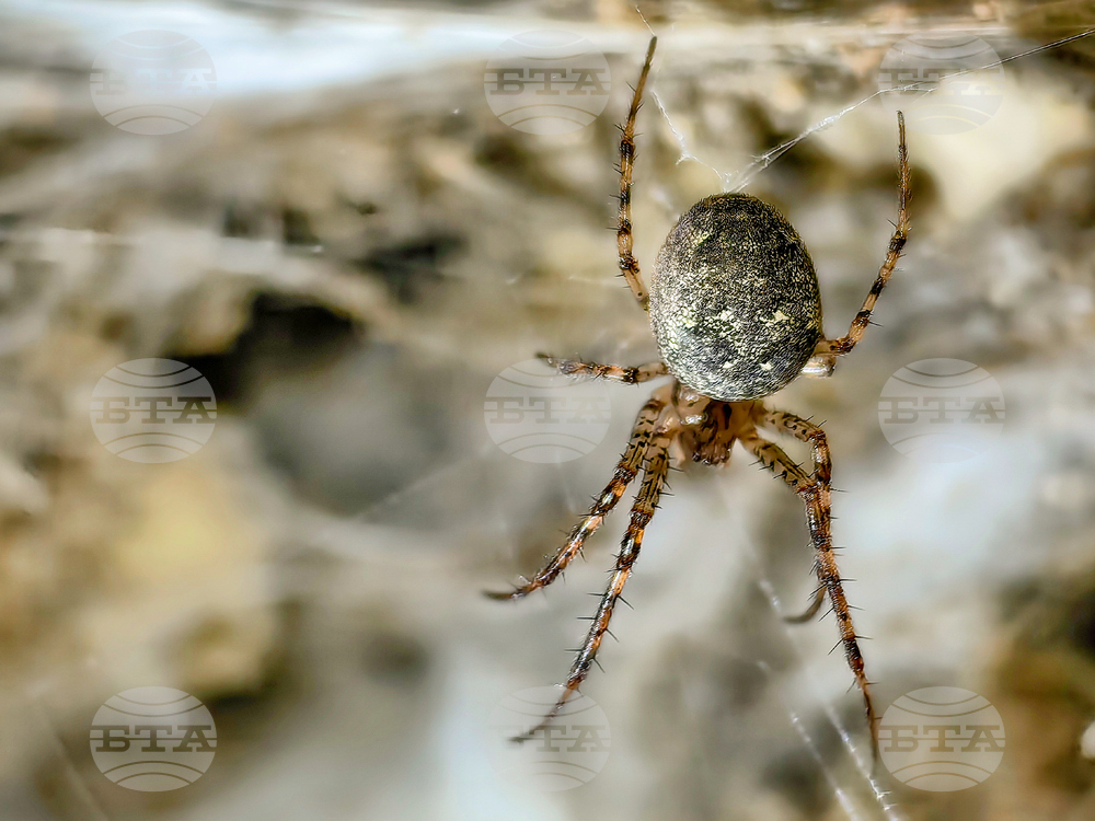 EU Albania Greece Spider