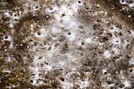 EU Albania Greece Spider