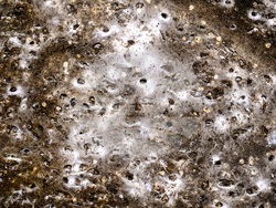 EU Albania Greece Spider