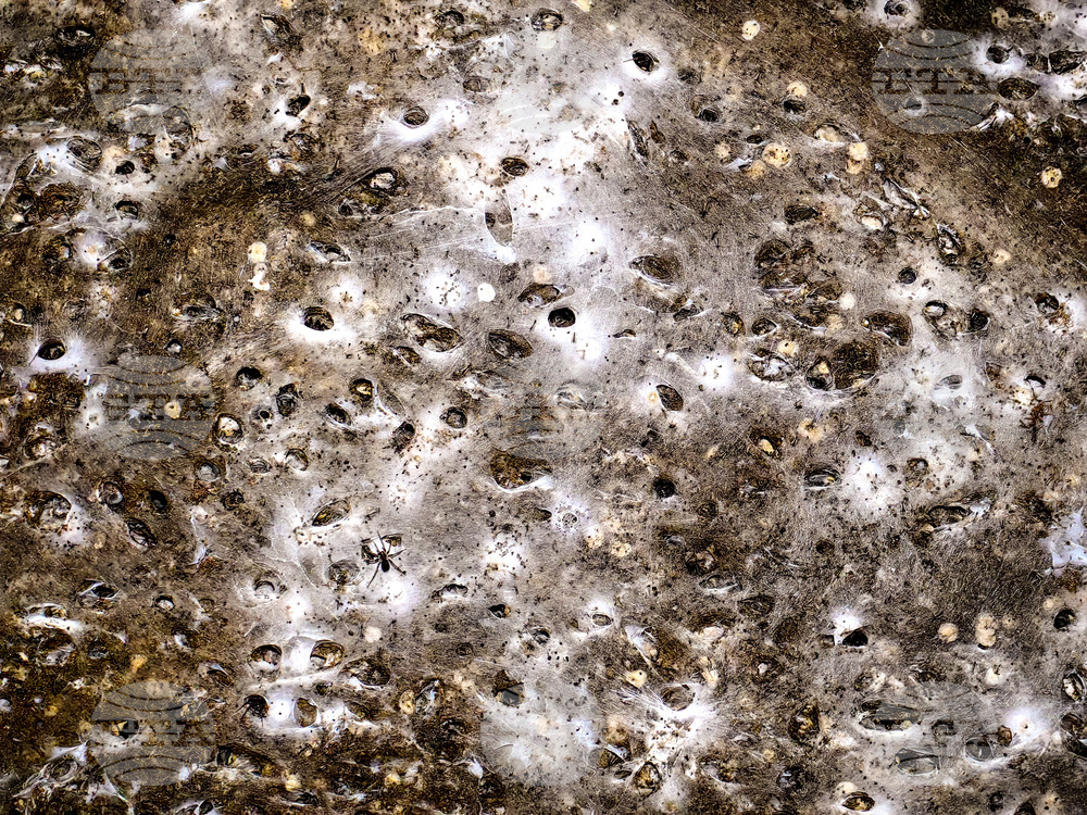 EU Albania Greece Spider