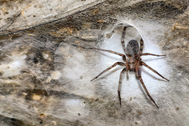 EU Albania Greece Spider