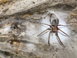 EU Albania Greece Spider