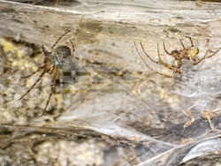 EU Albania Greece Spider