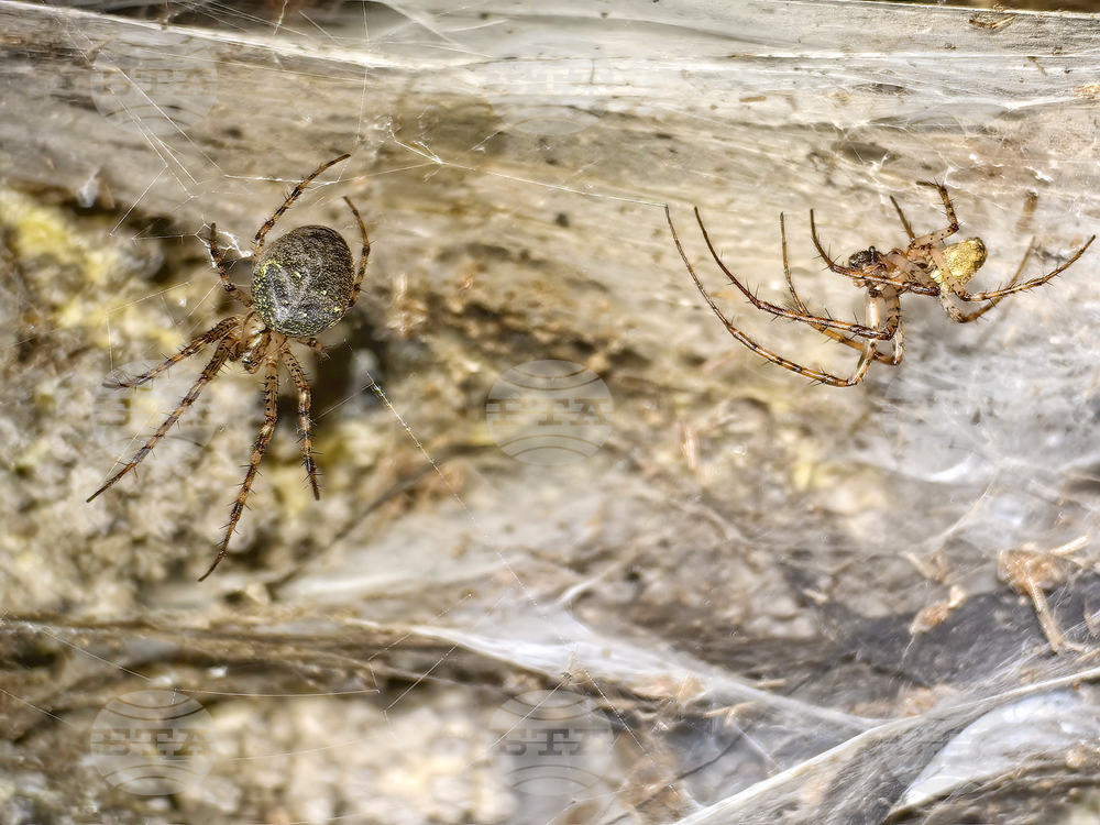 EU Albania Greece Spider