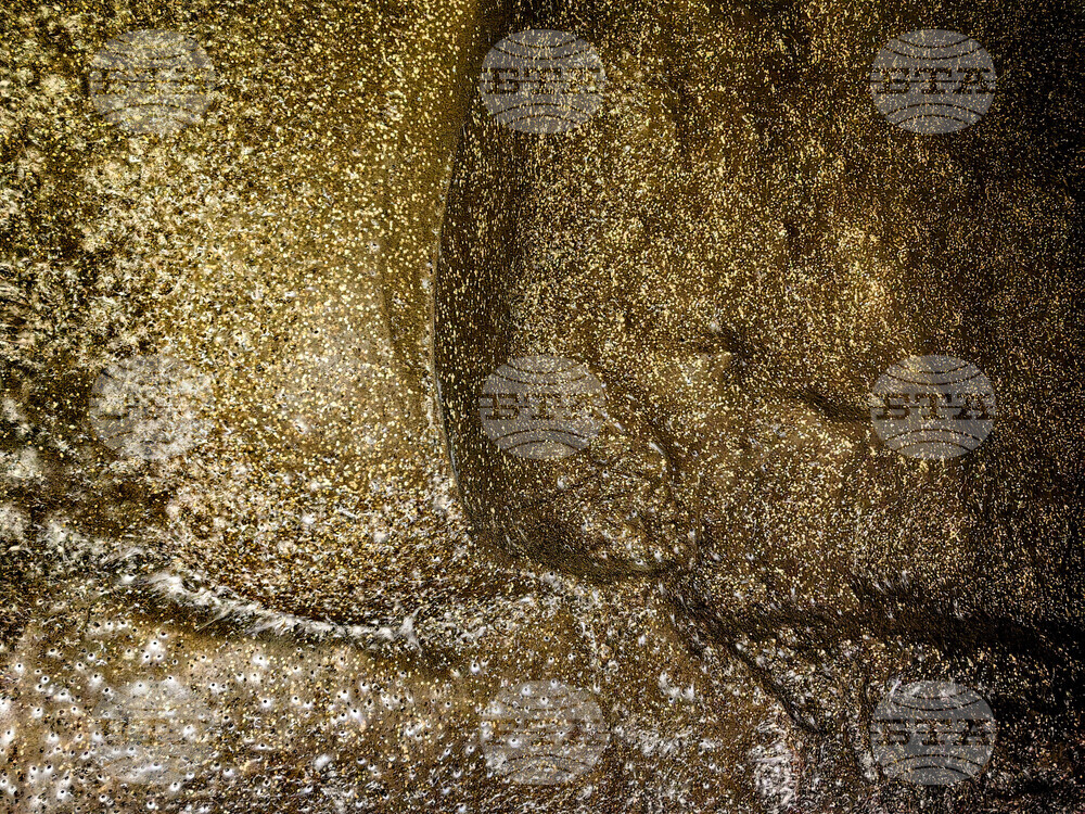 Гигантска паяжина със 111 000 паяка в нея беше открита в пещера на границата между Албания и Гърция