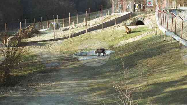 Преди 25 години, край Белица, е открит първият на Балканите и в Източна Европа център за танцуващи мечки
