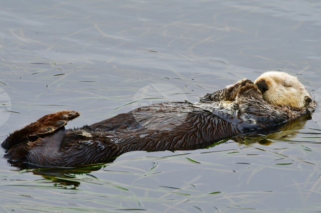 Sea Otter Reunion