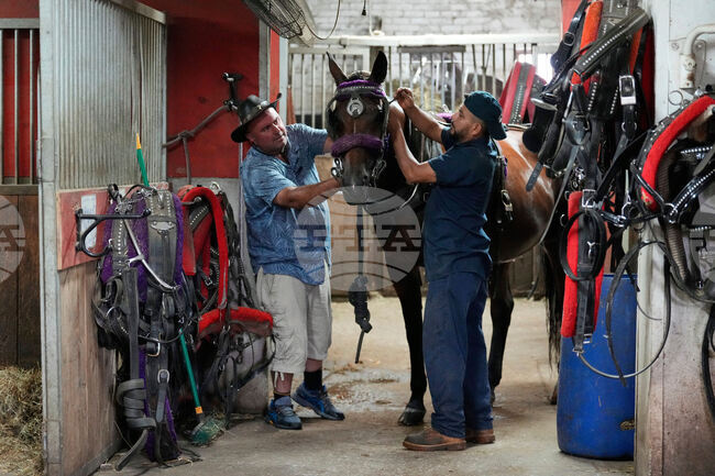 Central Park Horse Carriages