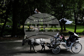Central Park Horse Carriages