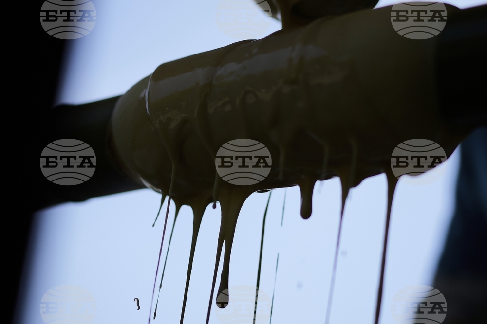 Japan Germany Baumkuchen Cake