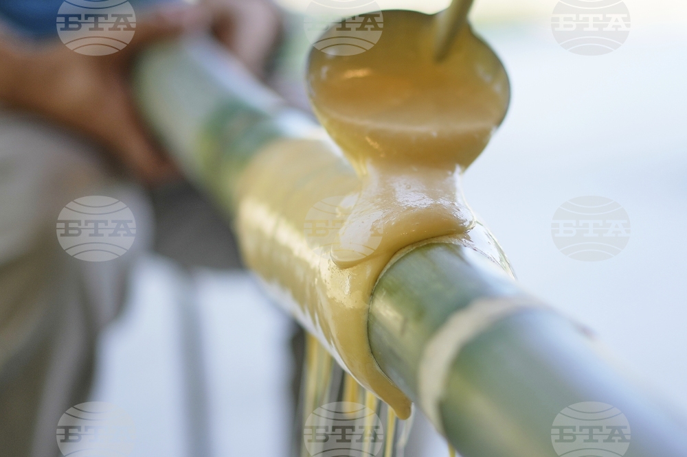 Japan Germany Baumkuchen Cake