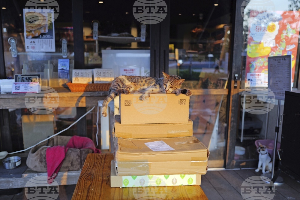 Japan Germany Baumkuchen Cake