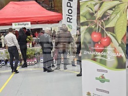 Русе - изложение - овощари