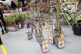 Русе - изложение - овощари