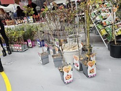 Русе - изложение - овощари