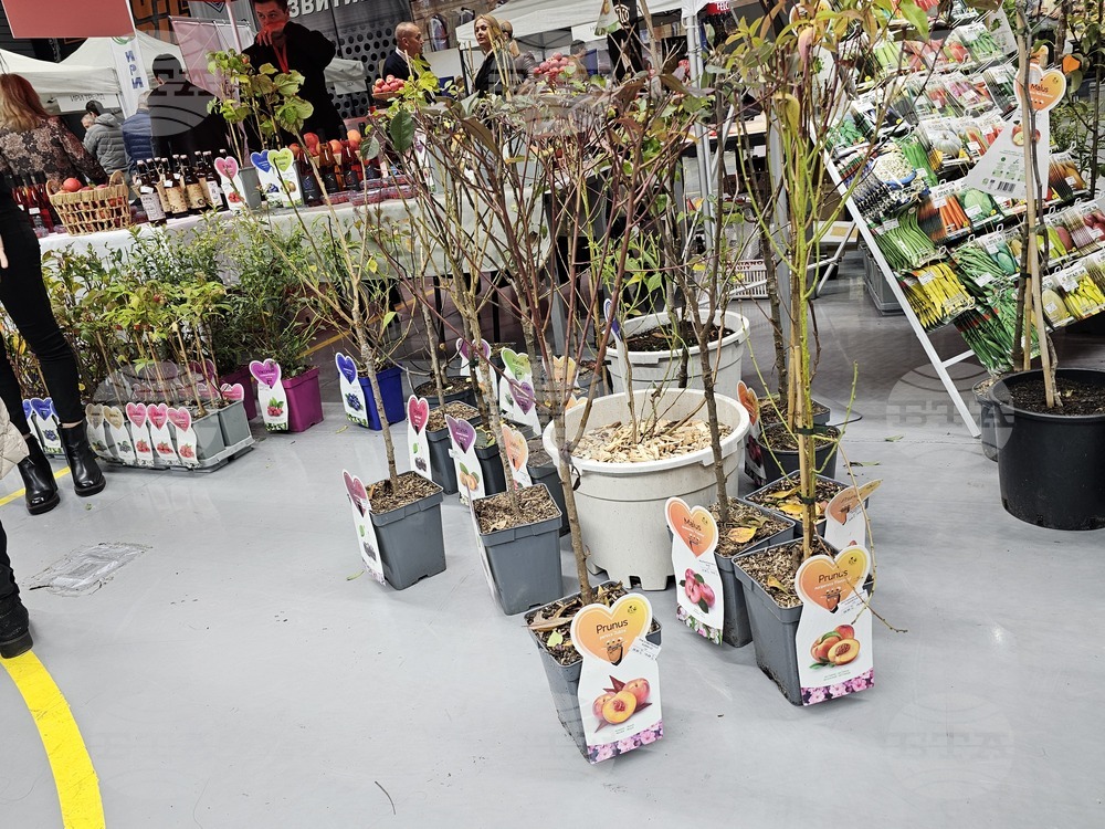 Русе - изложение - овощари