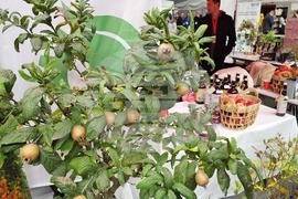 Русе - изложение - овощари