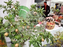 Русе - изложение - овощари