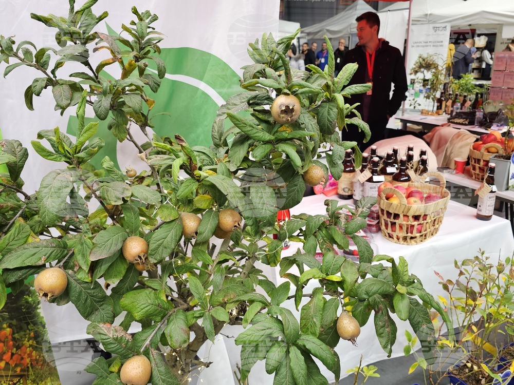 Русе - изложение - овощари