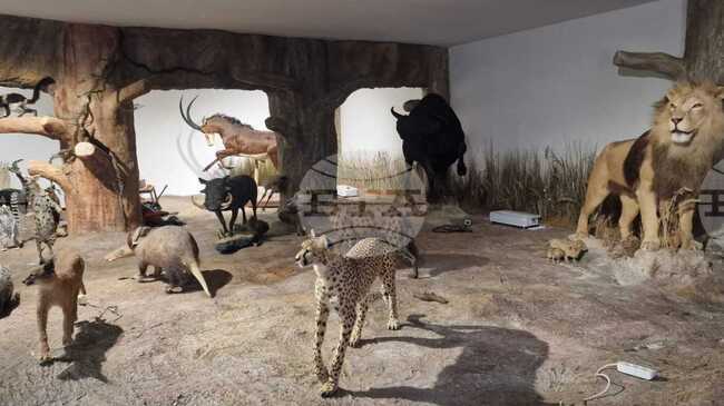 Регионалният природонаучен музей - Пловдив открива нова зала „Африка и Австралия“ и първото зоокафе в страната