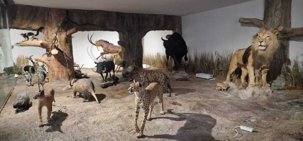 Регионалният природонаучен музей - Пловдив открива нова зала „Африка и Австралия“ и първото зоокафе в страната