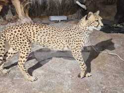 Пловдив – Природонаучен музей – зоокафе