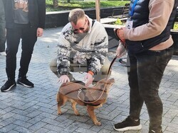 Варна - протест - животни