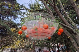 Село Хрищени - празник на райската ябълка