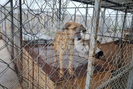 Търговище - общински приют - инициатива